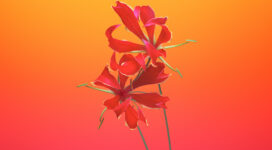 Gloriosa Flower iOS 11 iPhone 8 iPhone X Stock8318418789 272x150 - Gloriosa Flower iOS 11 iPhone 8 iPhone X Stock - Stock, iPhone, iOS, Gloriosa, flower, Aquilegia
